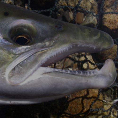 Close-up of a trout caught on a guided fly fishing tour in the Traful River, Patagonia, Argentina, showcasing the expertise of the best professional fishing guides in Bariloche